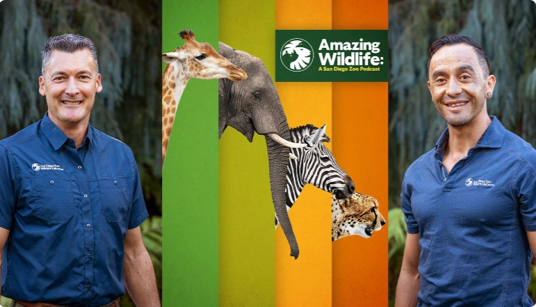 Listen to the official podcast Amazing Wildlife: A San Diego Zoo podcast
