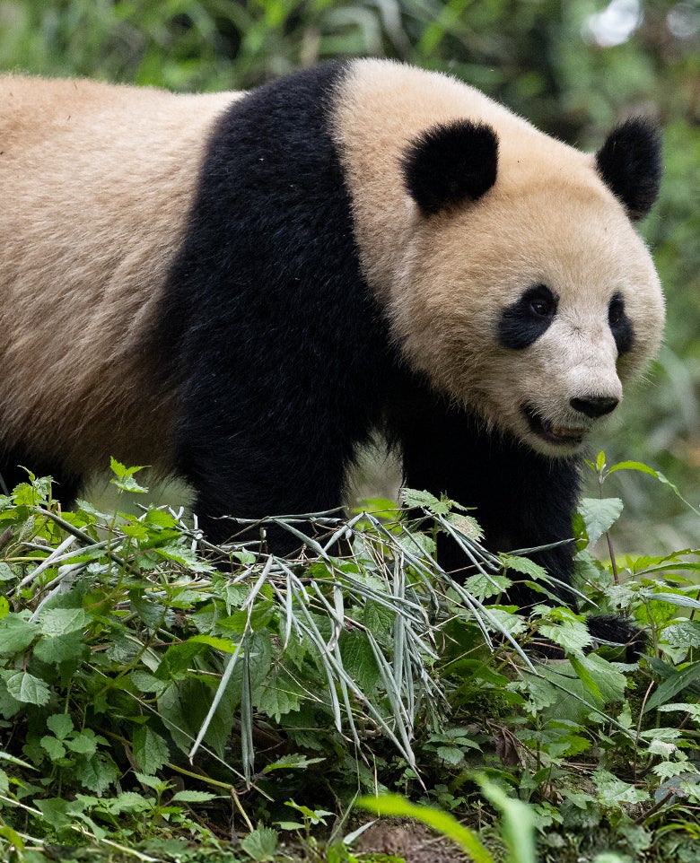 Giant panda in Yaan Bifengxia Panda Base