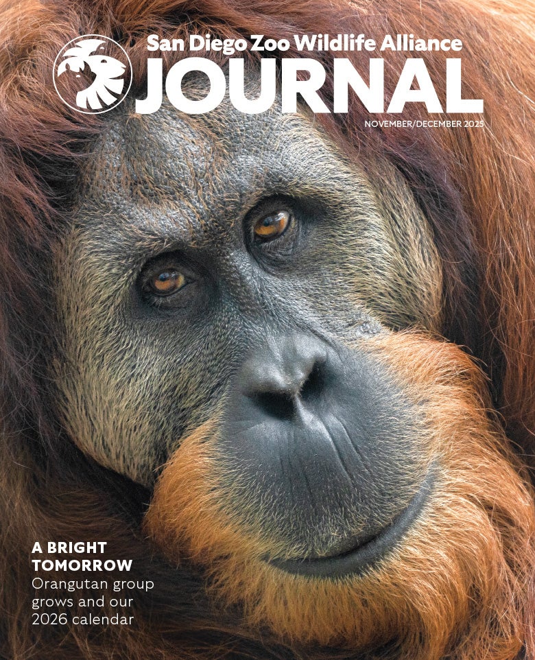Cover of November journal issue: Close up of male orangutan's face looking at the camera
