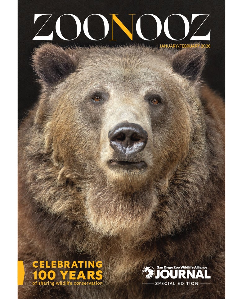 Close up of a grizzly bear facing forward staring at the viewer.