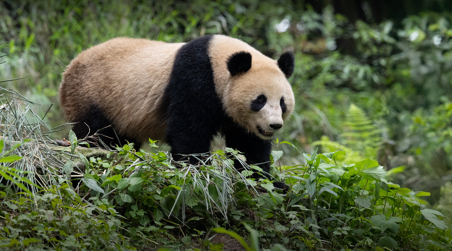 Giant panda in Yaan Bifengxia Panda Base