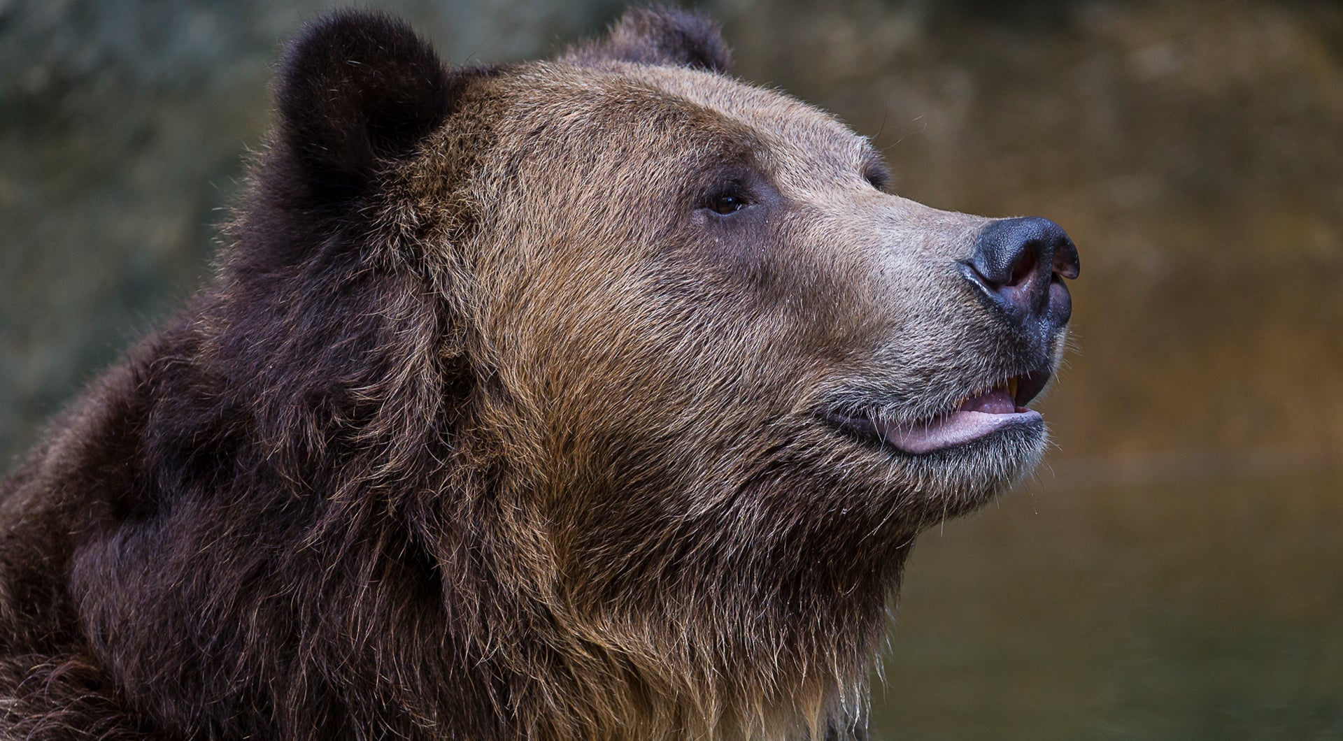 Close up of a grizzly bear looks to the right with mouth slightly open