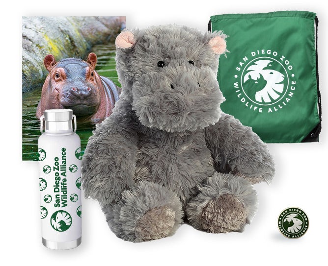 $500 Hippopotamus adoption package