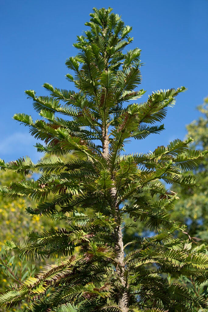 One of the world's oldest and rarest trees, the Wollemi pine was once believed to be extinct. 