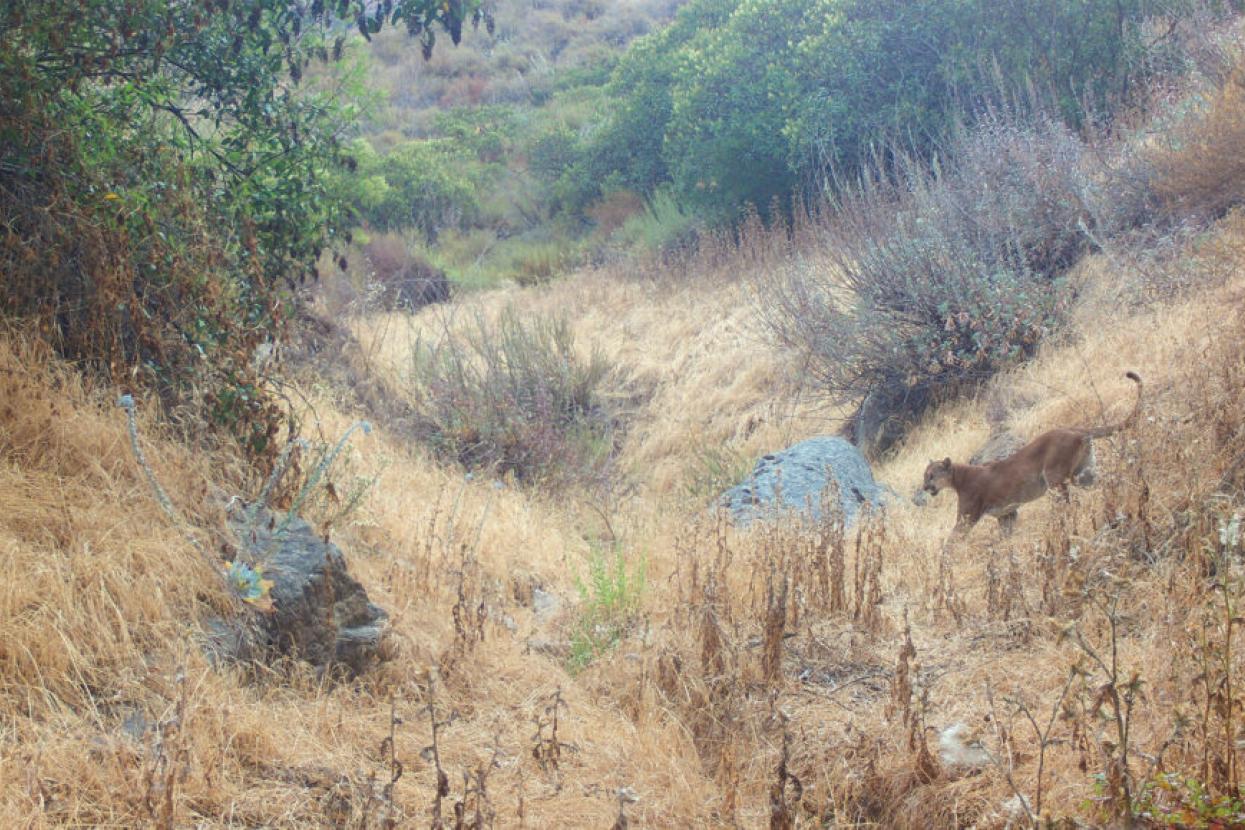 trail cam capturing a mountain lion
