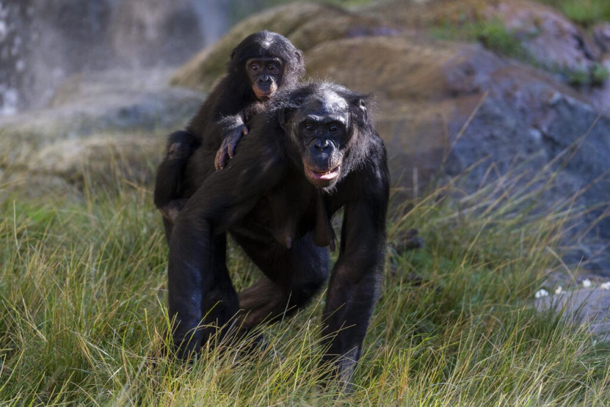 bonobo with baby bonobo on back