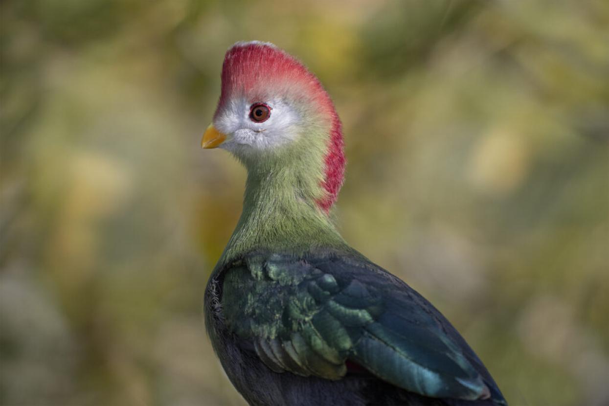 turaco