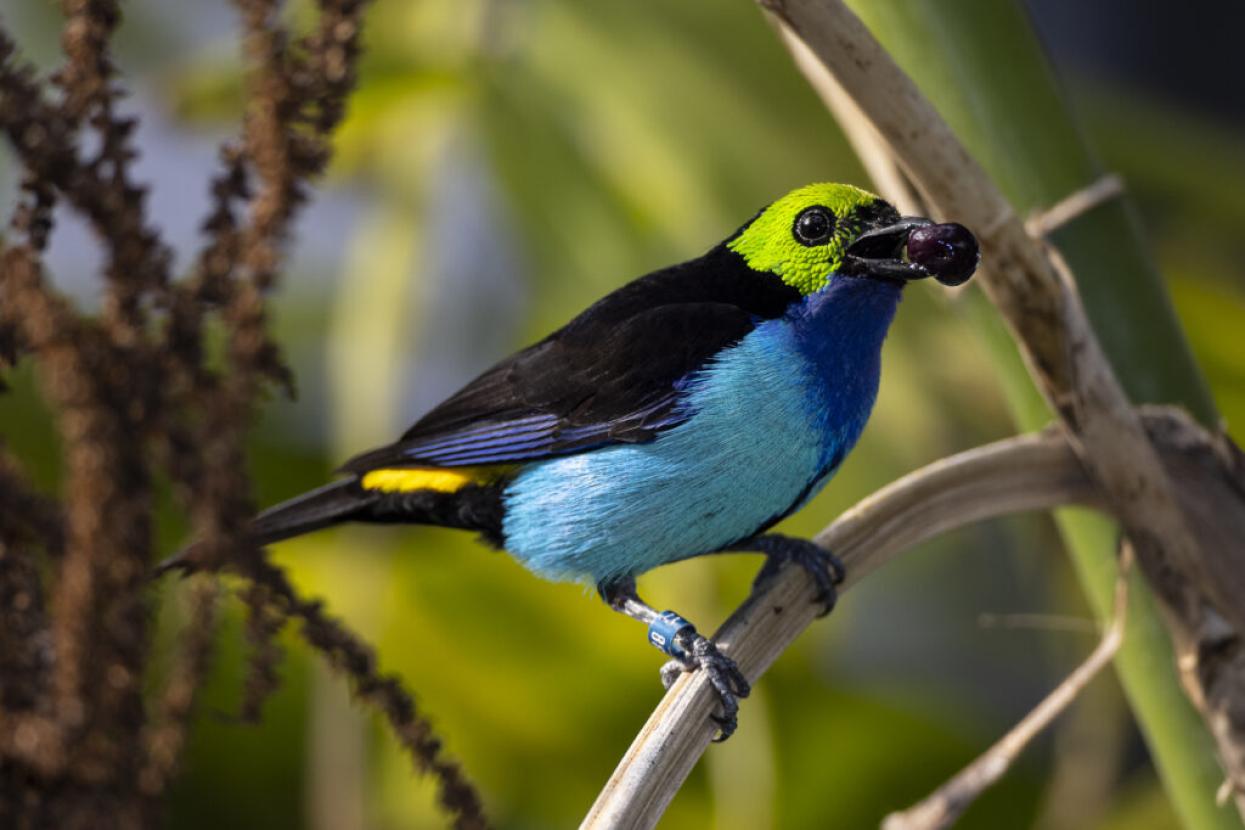 colorful bird with fruit in beak