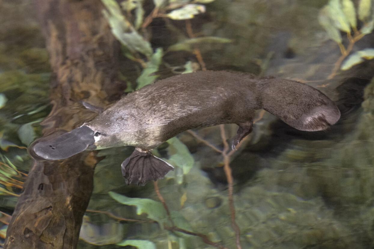 platypus