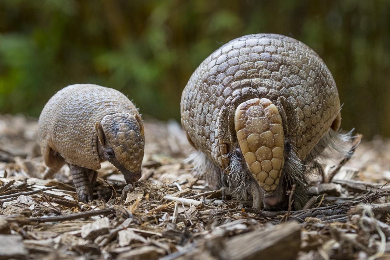 two armadillos