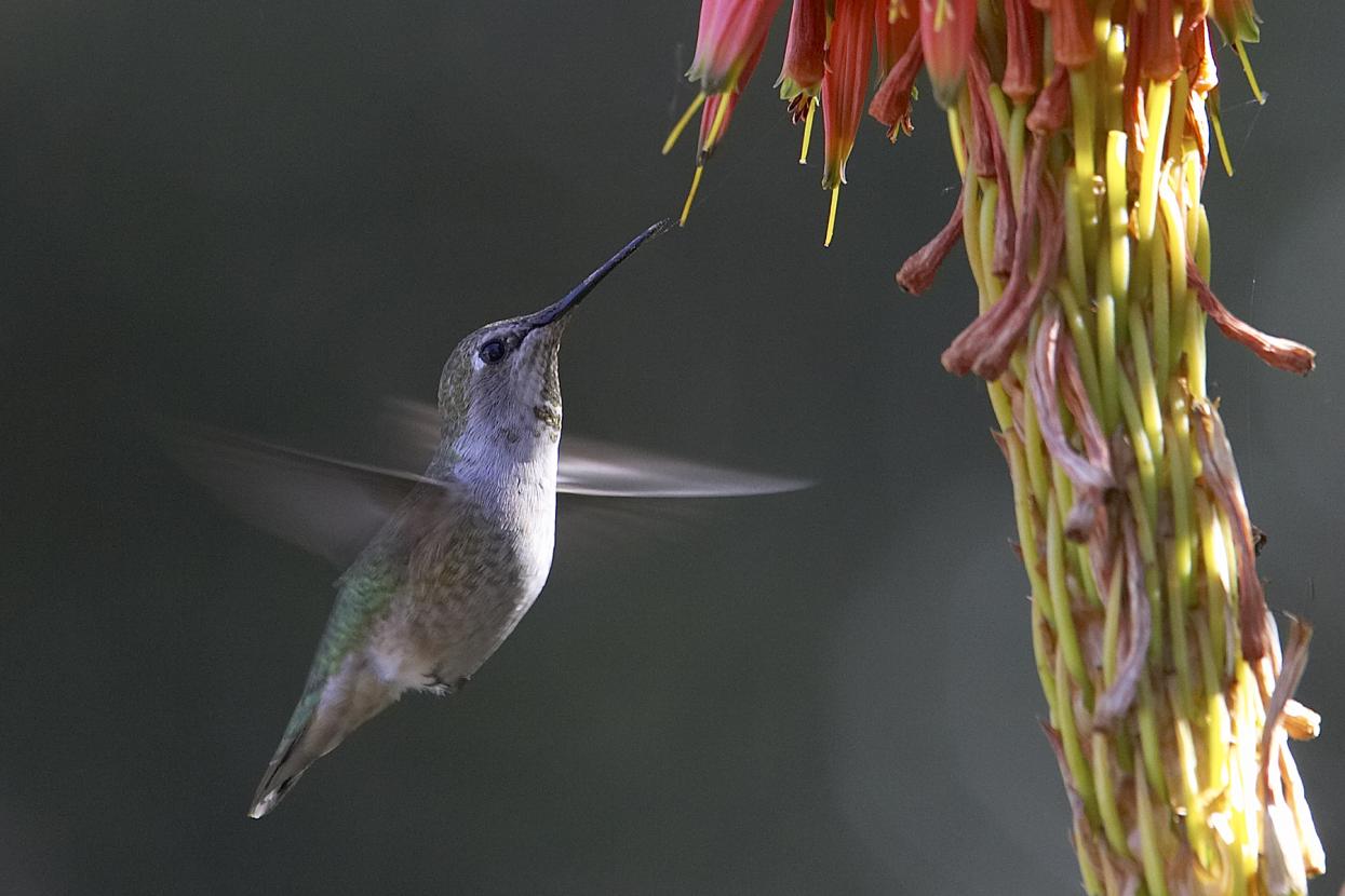 Anna's hummingbird