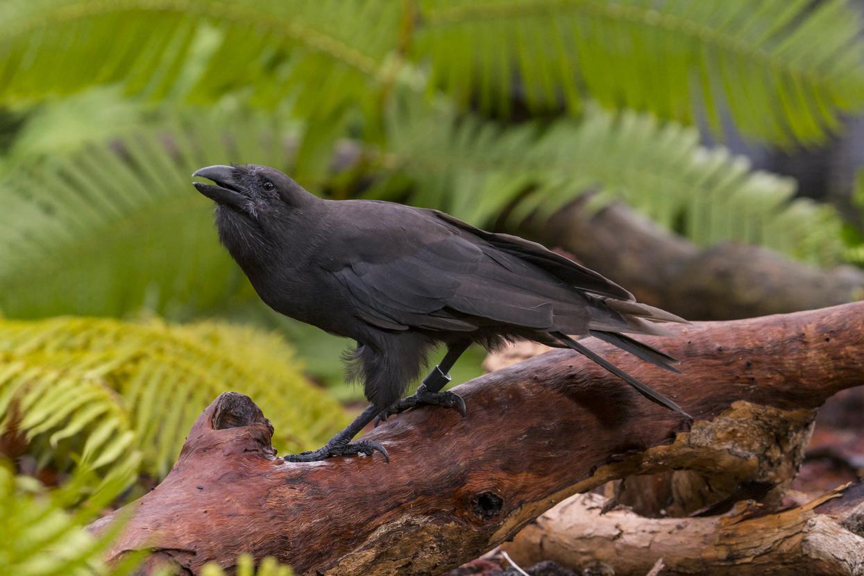 ‘Alalā sits in a tree.