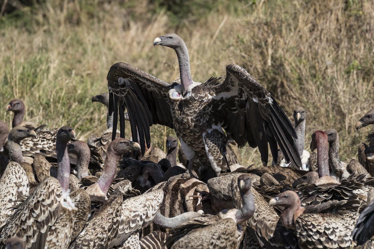Ruppell's vultures feeding