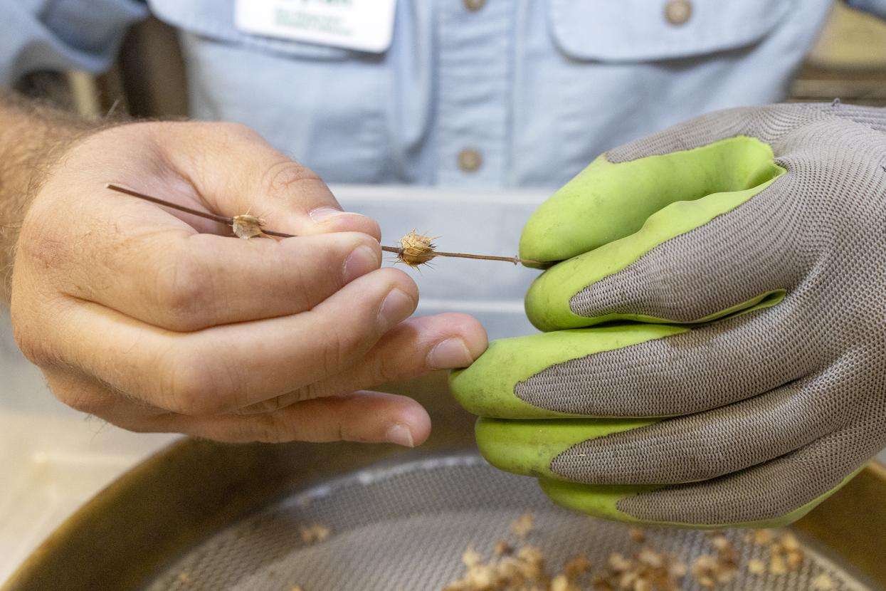 Hands working with seeds and stems