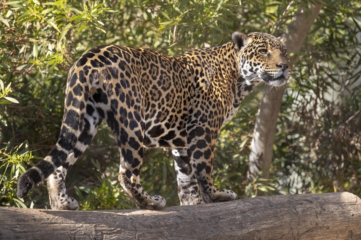 Jaguar