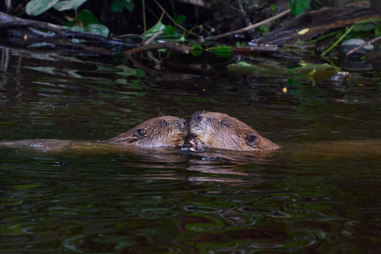 two beavers