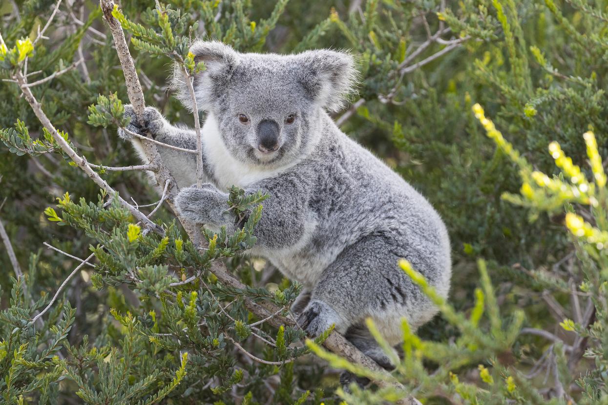 Koala in tree