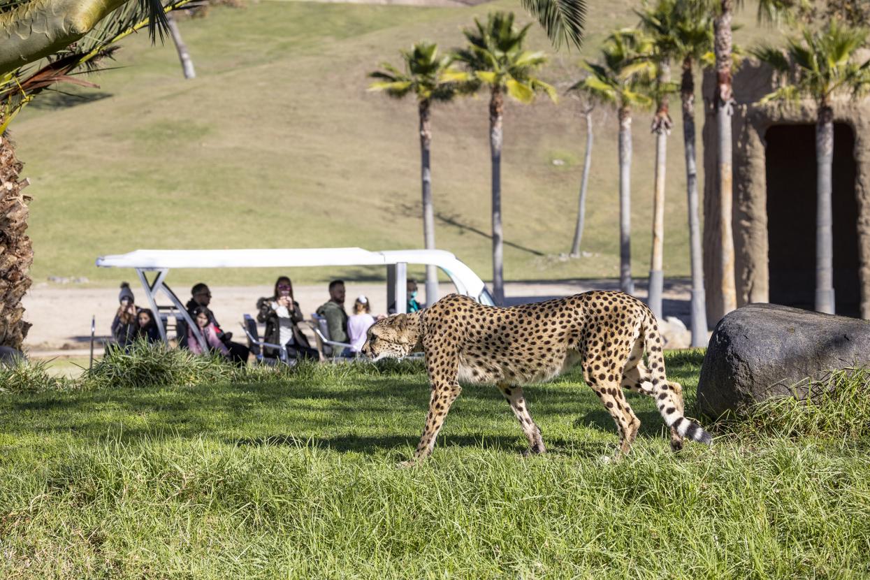 cheetah with guests in background