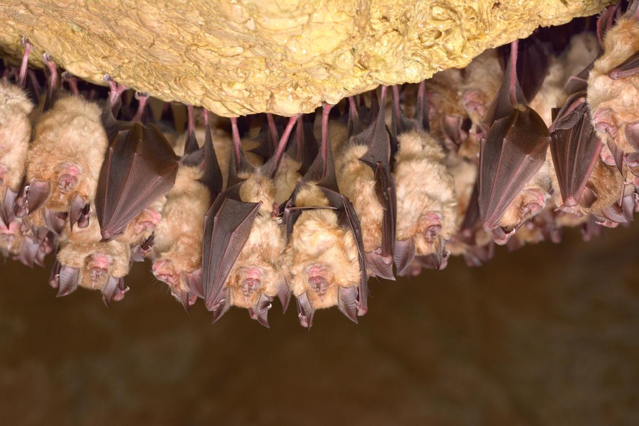 Bats in a cave