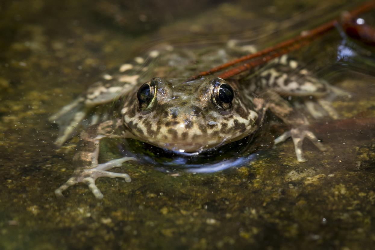 Mountain yellow-legged frog