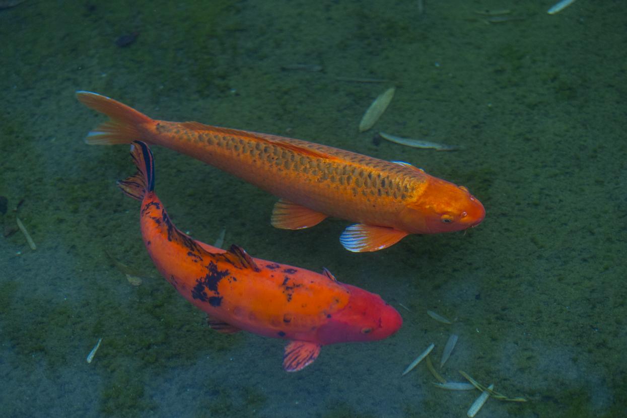 Koi