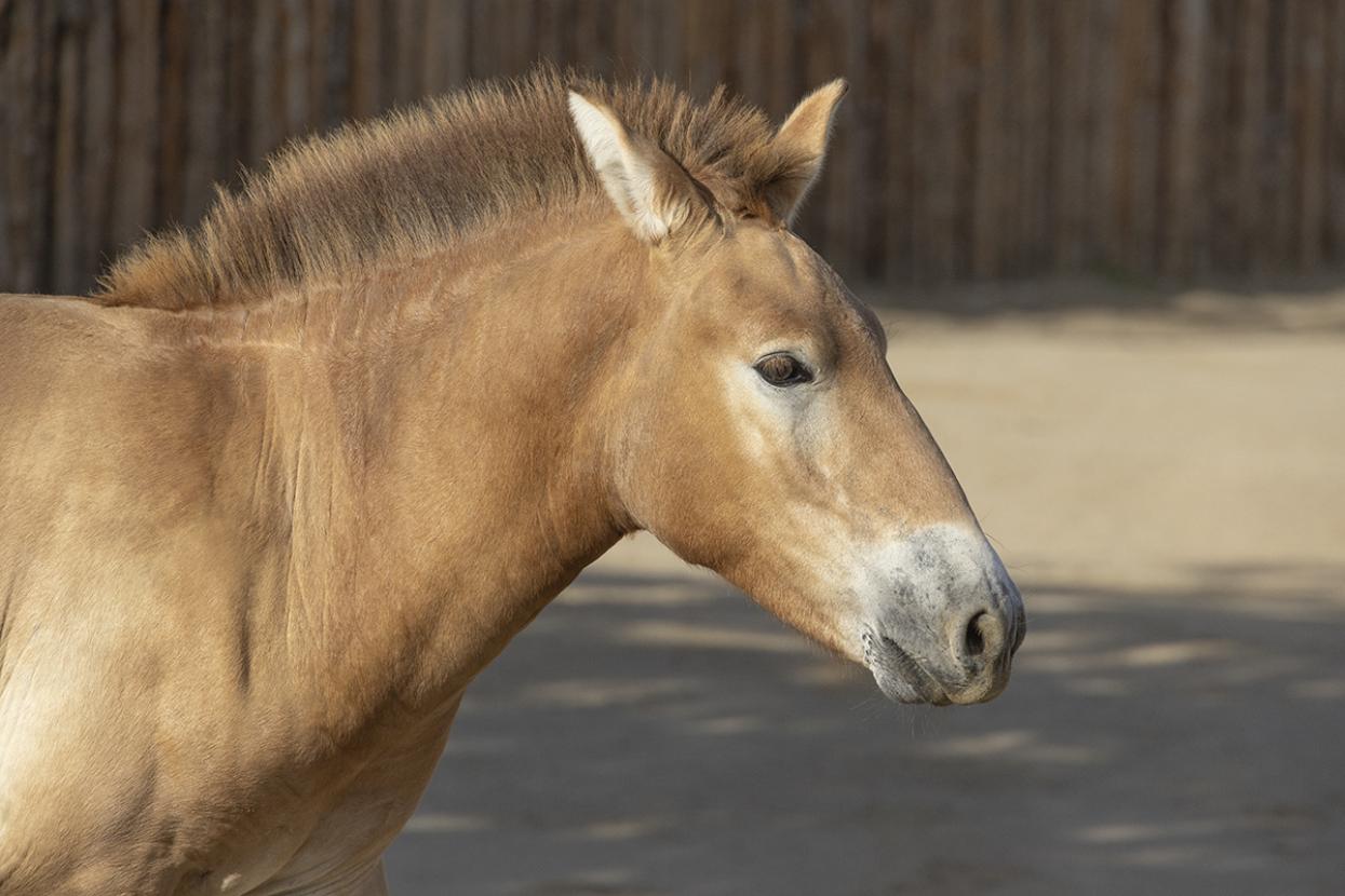 Przewalski's horse