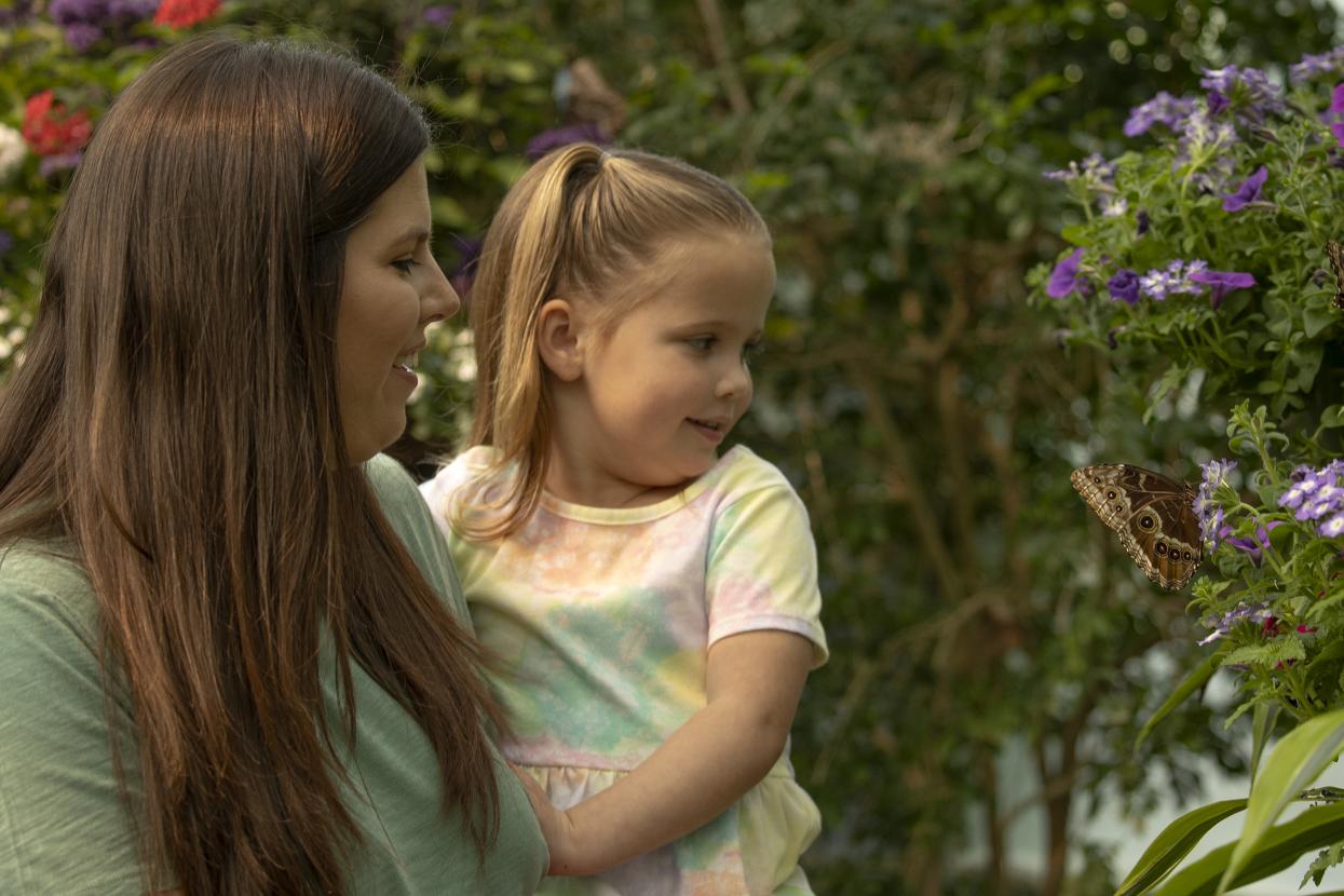 Guest seeing butterflies