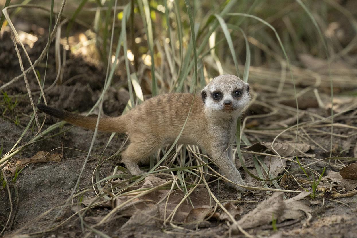 Single meerkat pup looking at camera
