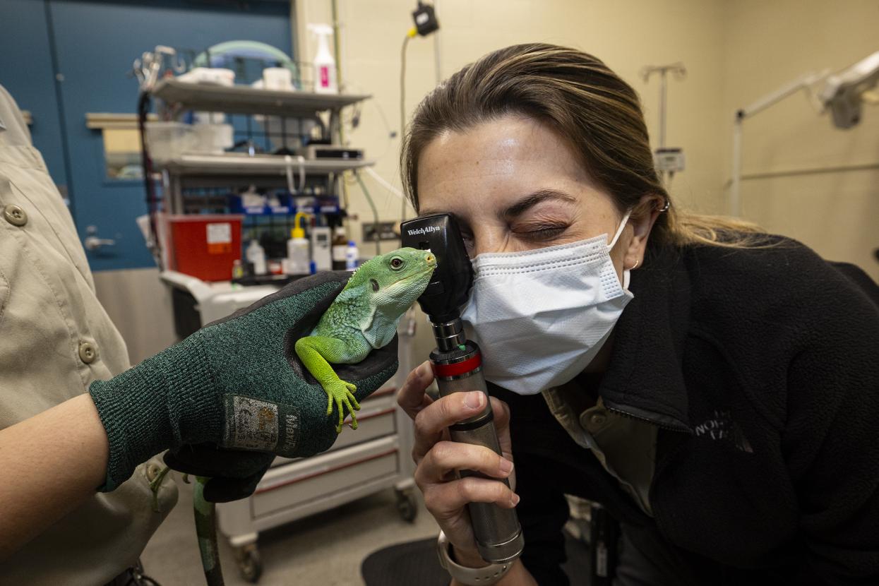 Expert examining Fiji iguana