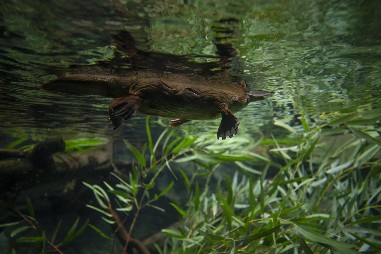 Platypus