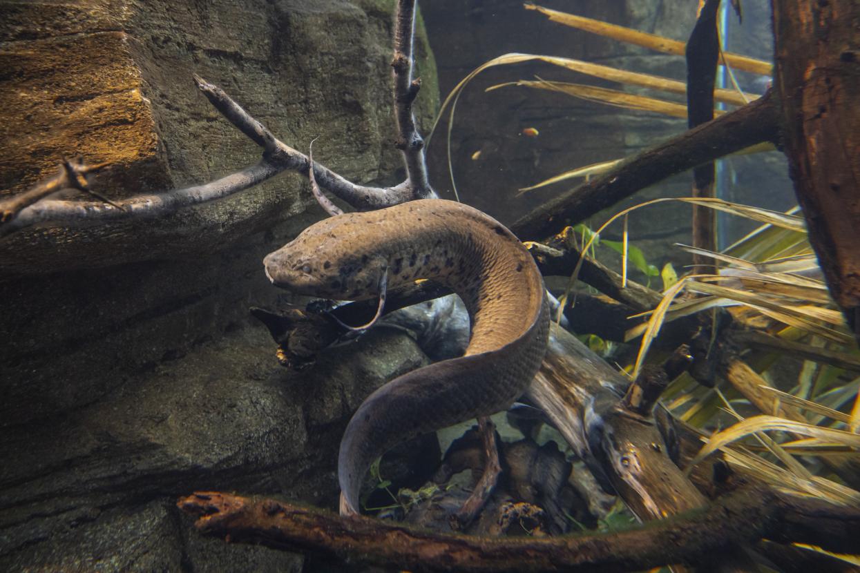 West African lungfish