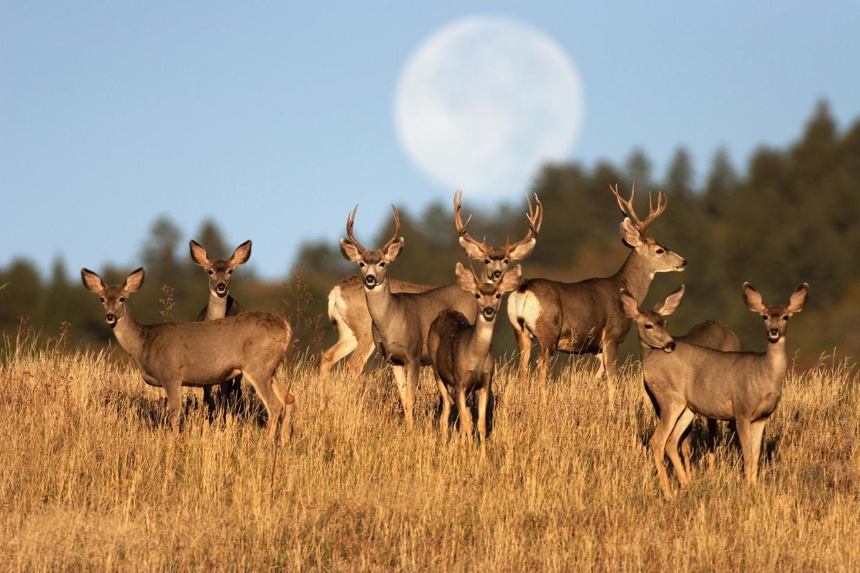 A herd of elk on a hill as a full moon rises