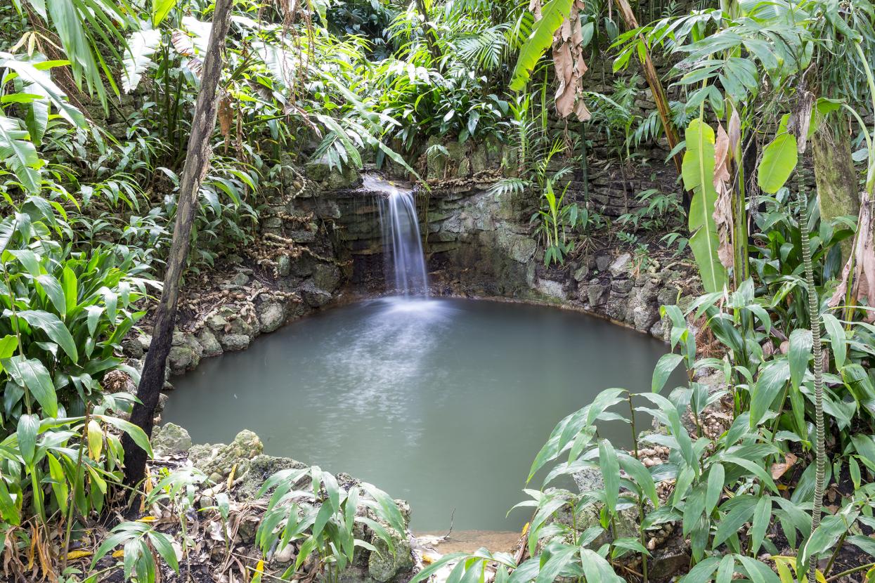 Pond in Fern Canyon