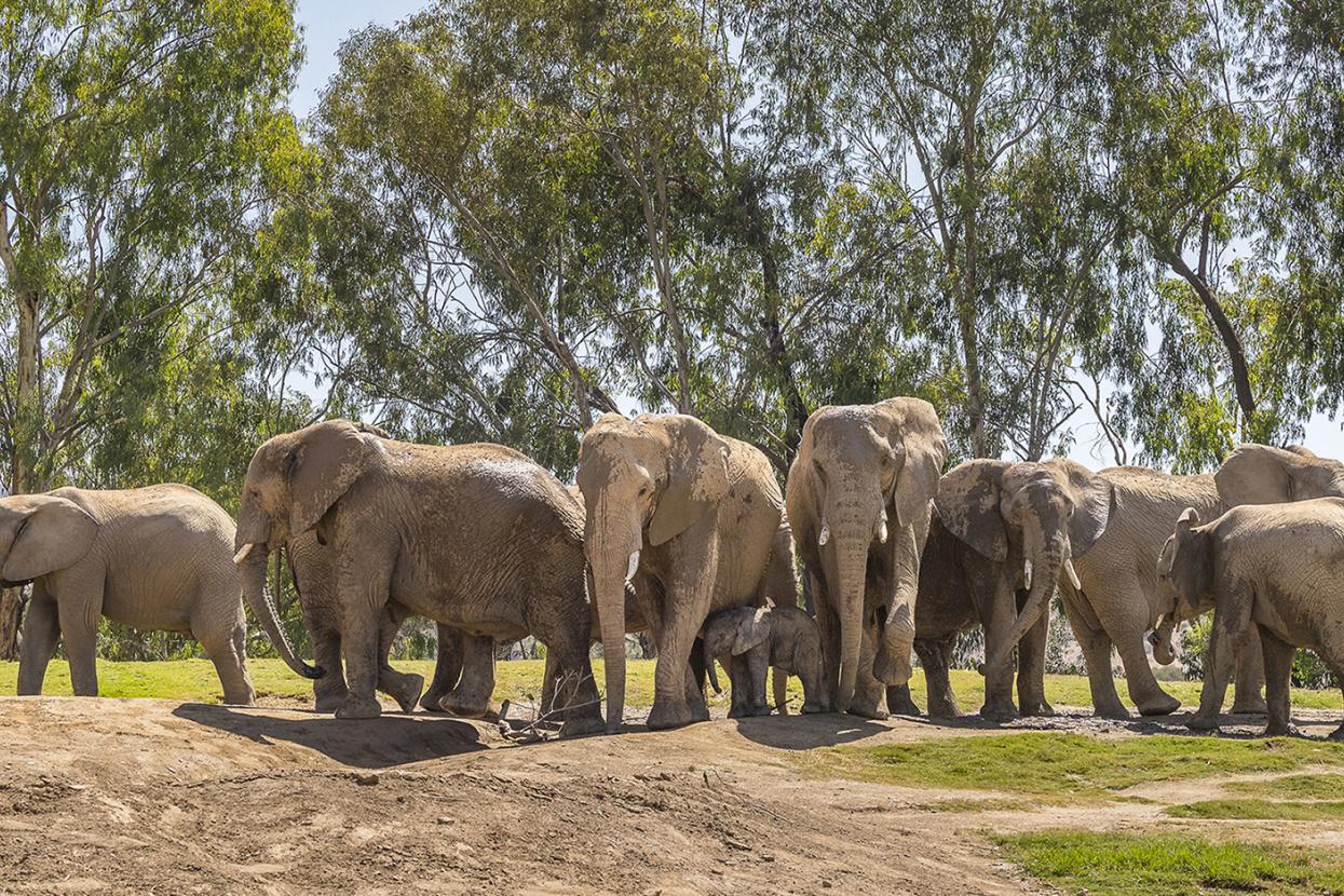 elephant herd at the san diego zoo safari park wlecomes zuli in 2018