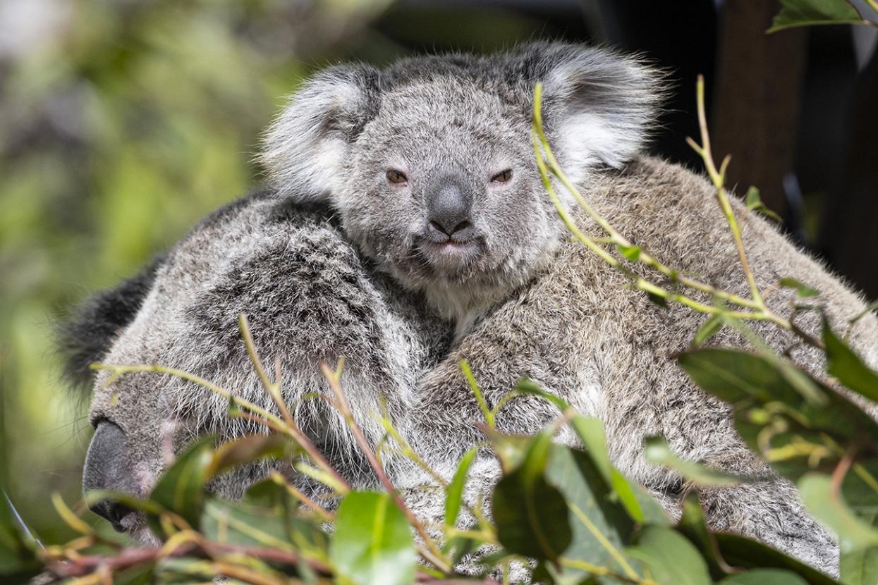 Koala joey holds on to its mother's back.