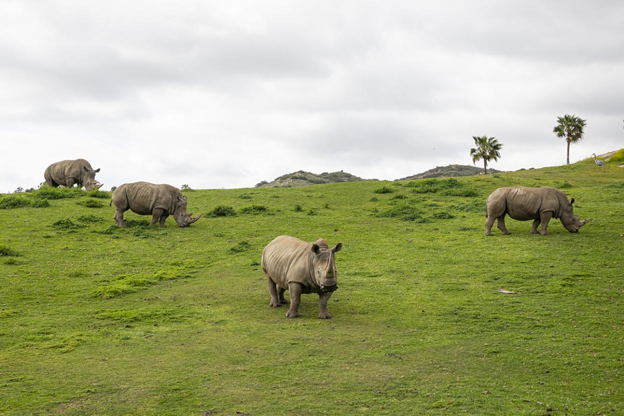 rhinos