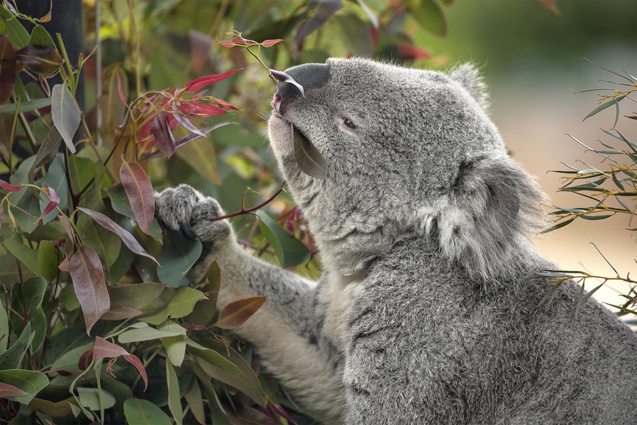 Koala eating eucalyptus leaves off the stem.