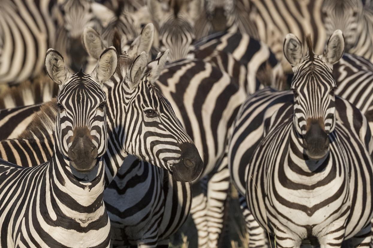 Zebra herd