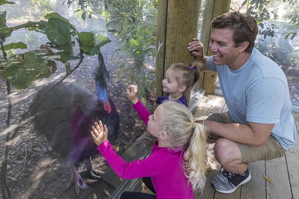 Family and cassowary