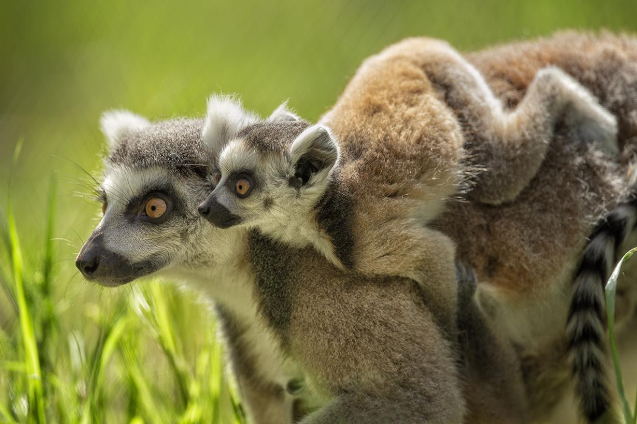 Lemur mother and baby