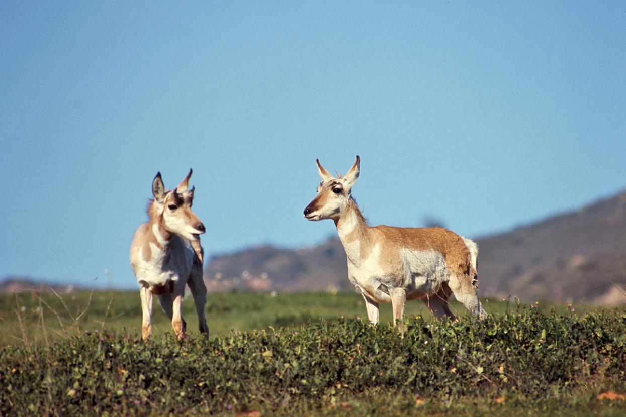 American pronghorn