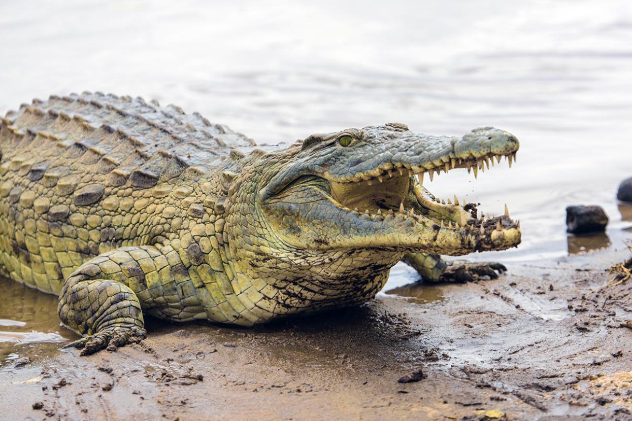 Nile crocodile with mouth open