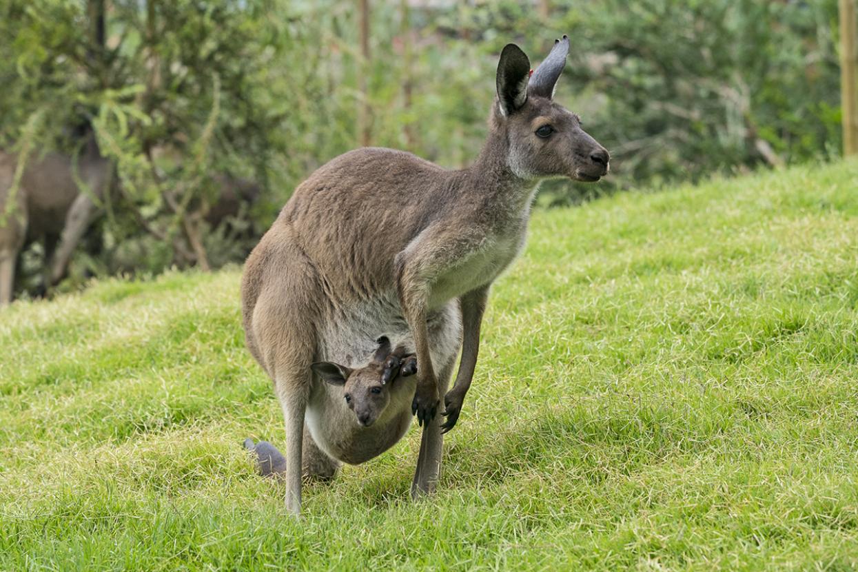 kangaroo with joey