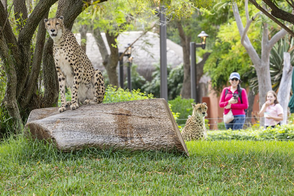 cheetahs with guests looking at them 