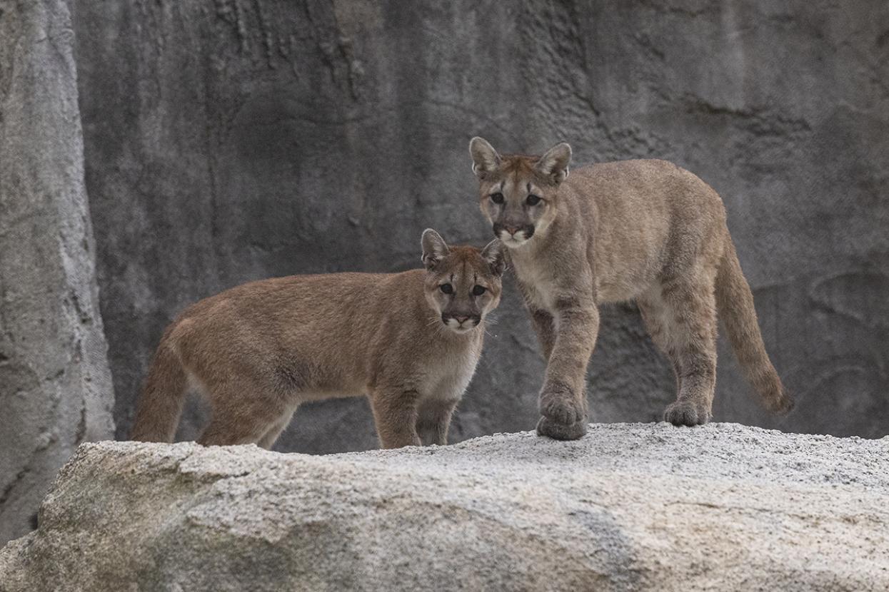 two mountain lions