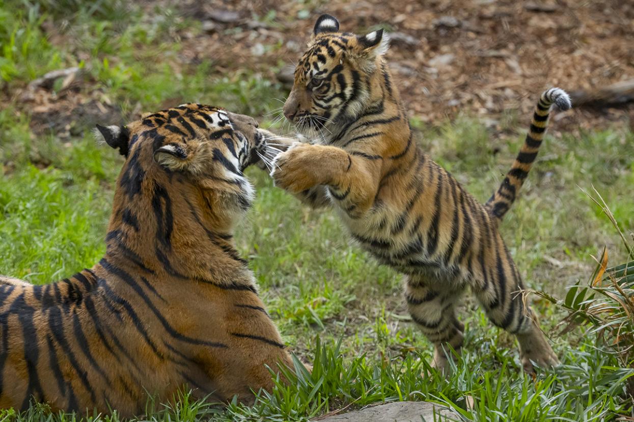 Sumatran tiger cub pouncing on his mother