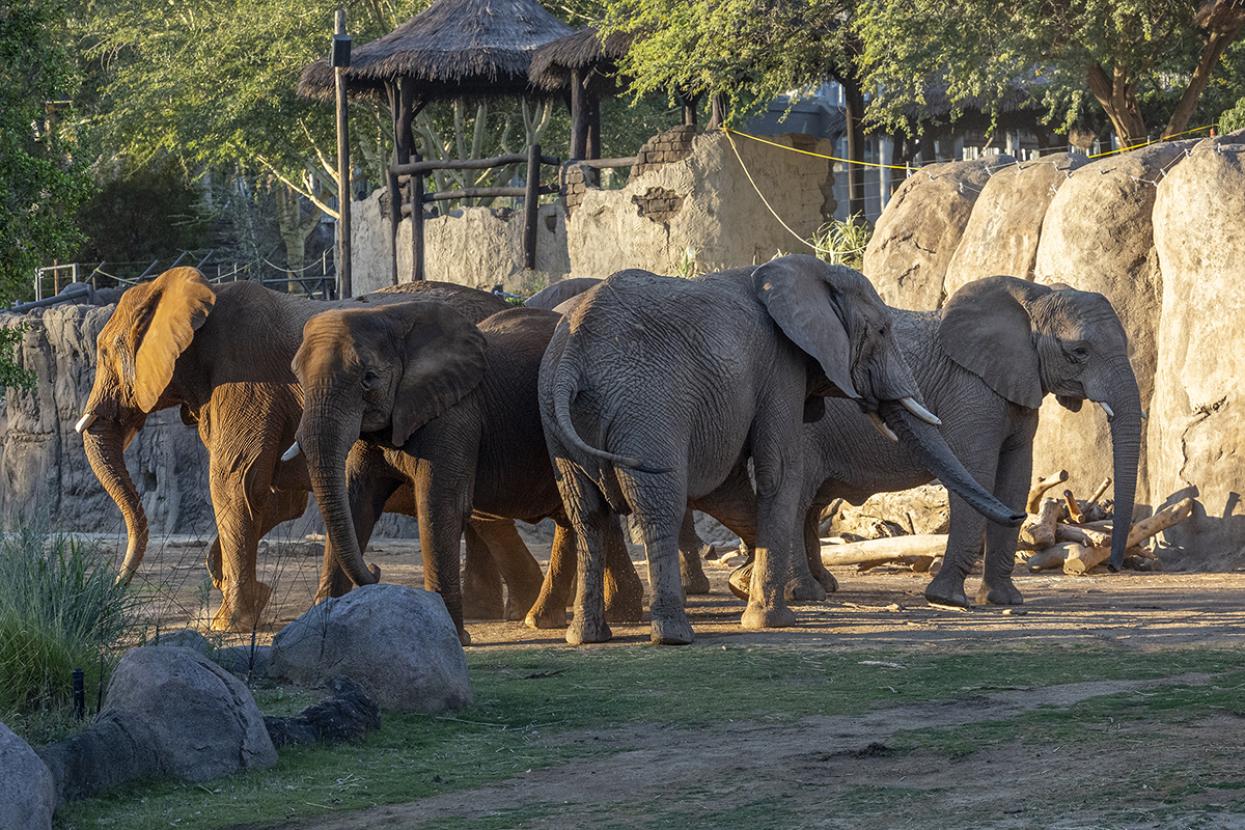 group of four elephants