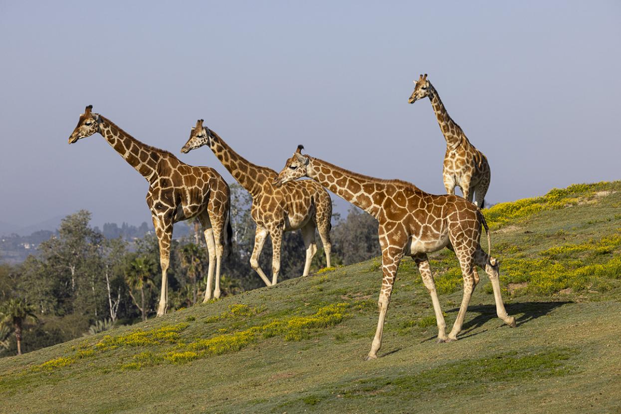 giraffes on savanna