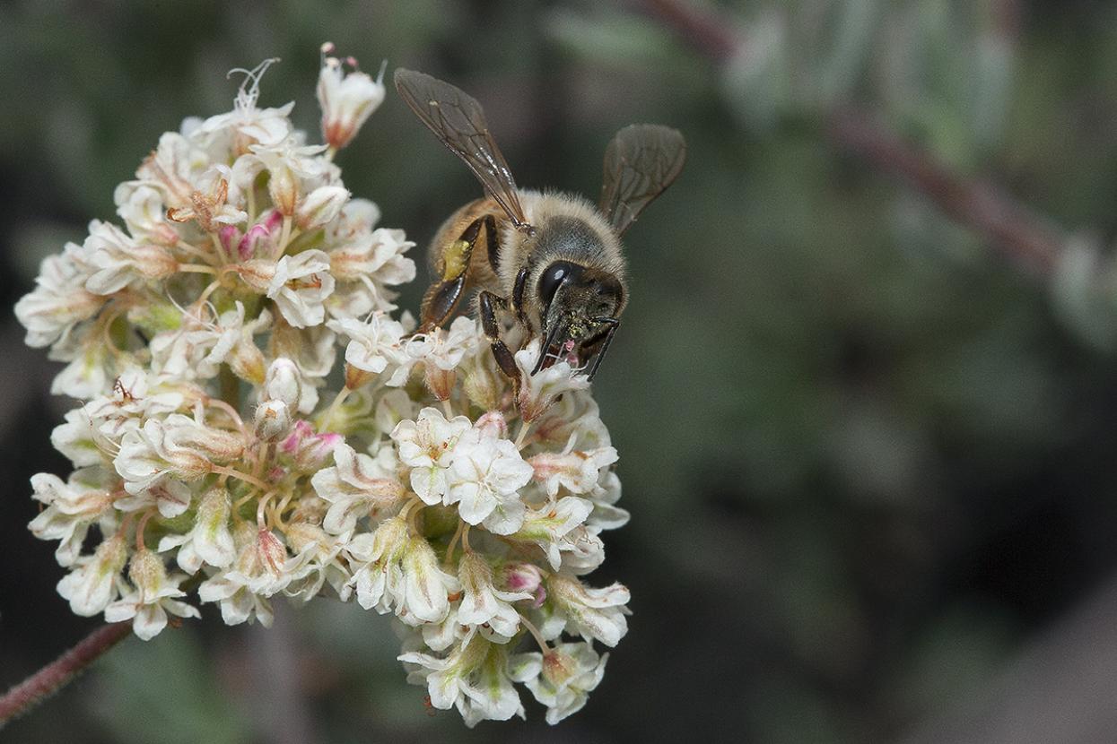 Bee on California buckwheat
