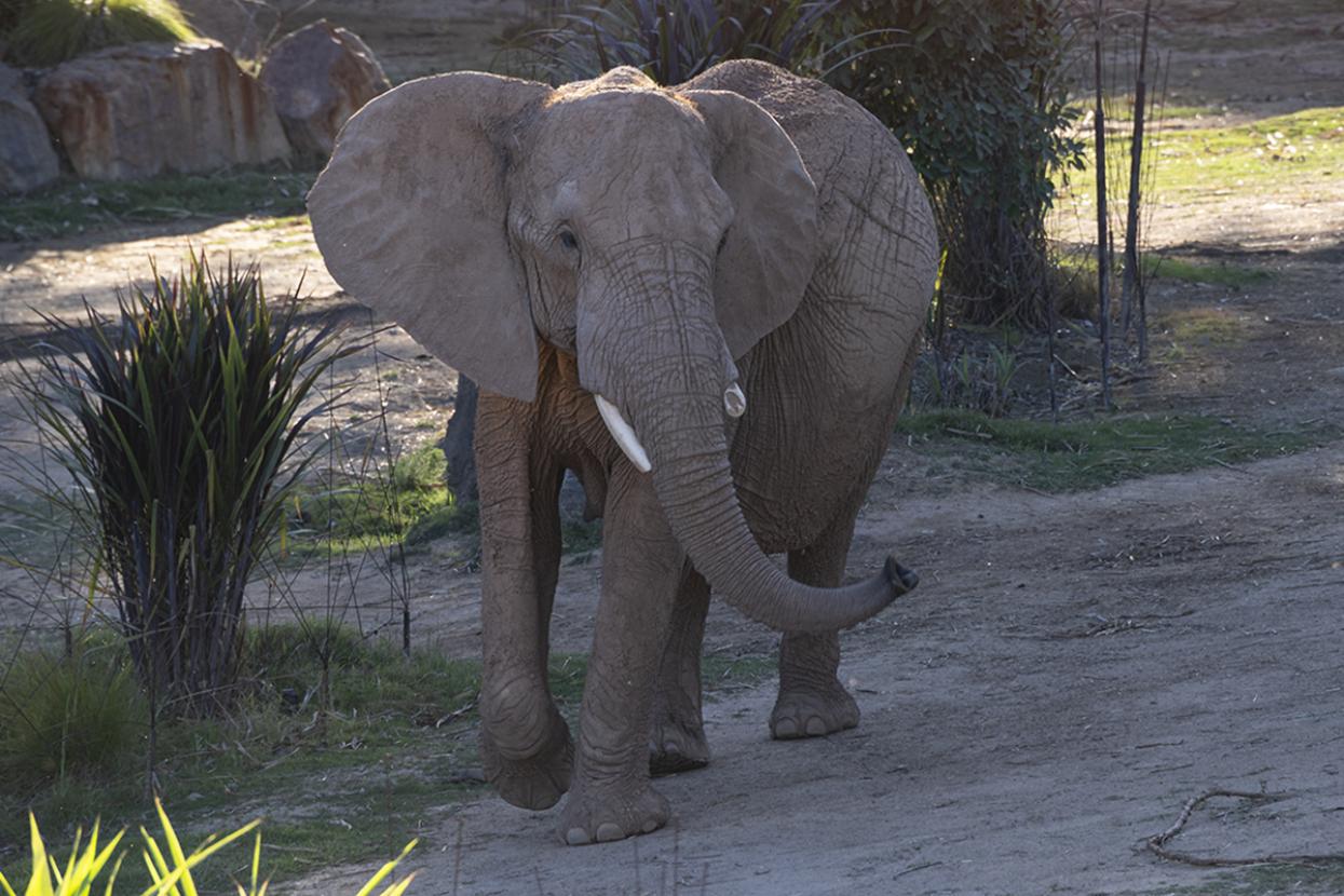 Elephant facing forward